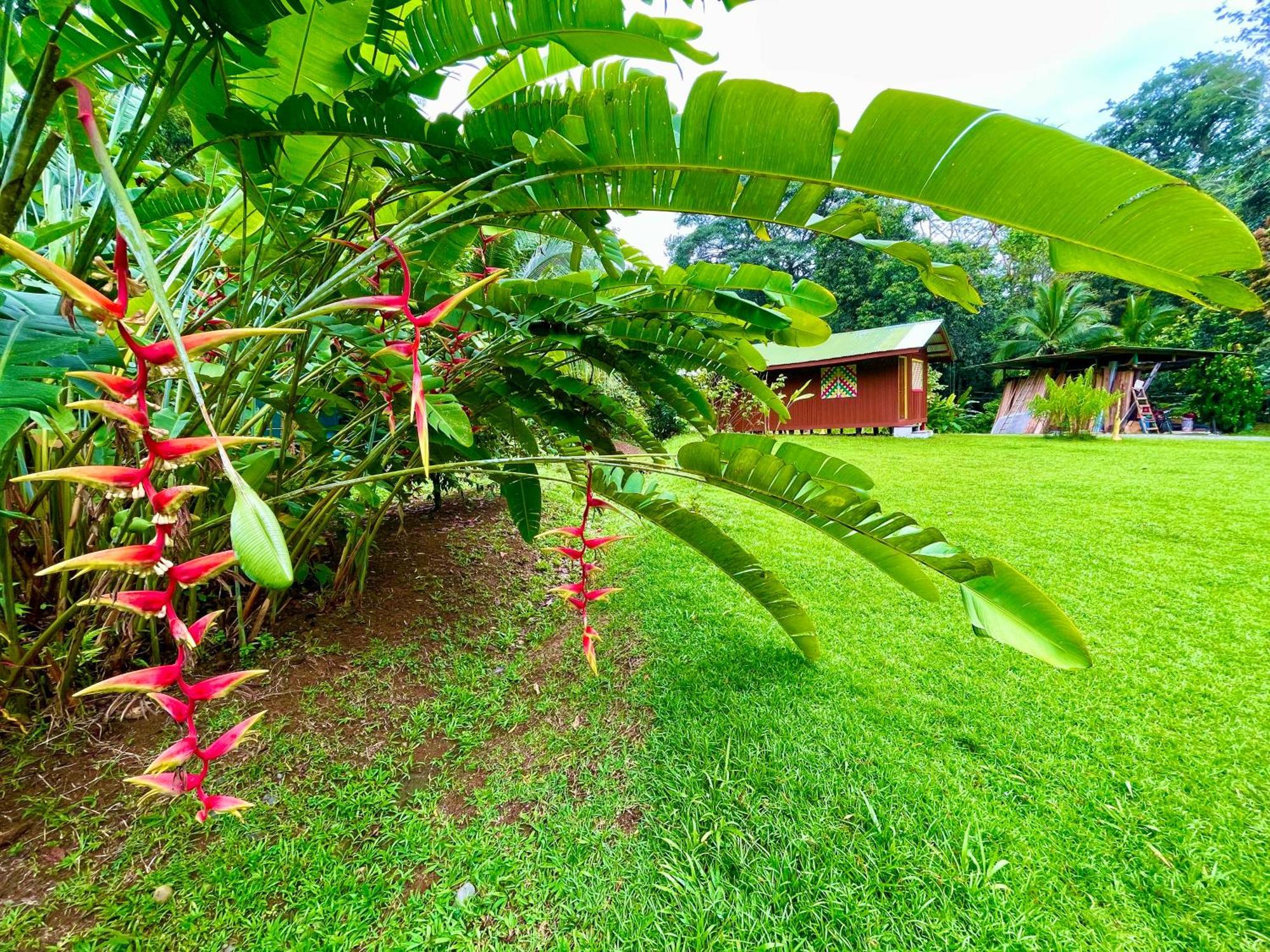 Alouatta Lodge And Canopy Cahuita Exteriér fotografie